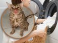 Кошка выжила после того, как оказалась в работающей стиралке
