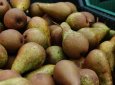 Почти 20 тонн груш вернули в Бельгию из Мангистау