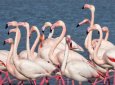 Розовые фламинго прилетели в Казахстан