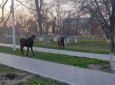 Лошади свободно разгуливали в нескольких микрорайонах Актау