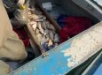 Браконьеров со 130 кг рыбы задержали в Туркестанской области (ВИДЕО)