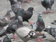 Памятник голубям может появиться в Актау