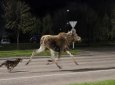 Лось убегал от собак по улицам Усть-Каменогорска (ВИДЕО)