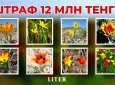 Не уверен – не рви: какие растения и грибы могут оставить вас без денег в Казахстане