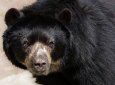 68-летняя женщина лишилась половины лица после нападения медведя