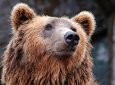 В Японии медведь напал на туриста из России