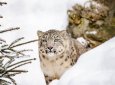 За ним следят из космоса: раскрыты детали жизни барса в Иле-Алатауском парке (ВИДЕО)
