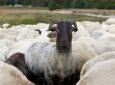 Жамбылский пастух продал 76 чужих овец, надеясь, что пропажу не заметят