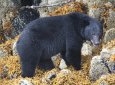 Американка отбила в одиночку свою собаку из лап крупного барибала