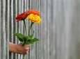 Бесплатная раздача цветов на набережной Актау обошлась бизнесмену дорого