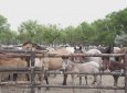 500 кобылиц одновременно подоили в Улытауской области
