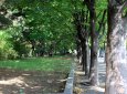 Караганда лишается деревьев из-за паразитов