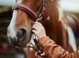Из-за дефицита топлива россияне начали покупать лошадей