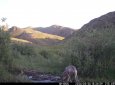 Фотоловушки в нацпарке "Тарбагатай" засняли уникальный момент (ВИДЕО)