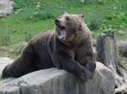 Медведь откусил сотруднице зоопарка часть руки во время кормления
