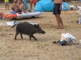 Кабан попытался украсть еду у отдыхающих на пляже Французской Ривьеры