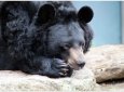 Медведь вскрыл холодильник и устроил банкет в жилом доме в Калифорнии