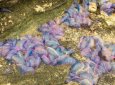 Ядовитые физалии заполонили пляжи Европы