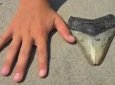 11-летний мальчик нашел на пляже зуб гигантской акулы