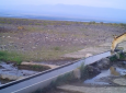 В "Алтын-Эмеле" сняли уникальное перемирие волка и куланов у водопоя (ВИДЕО)