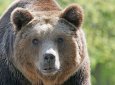 Турист заметил медведя в нацпарке в Туркестанской области (ВИДЕО)