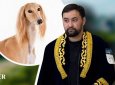 Самостоятельный и гордый: заводчик рассказал о характере казахского тазы