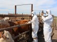 Ветеринарная безопасность под контролем