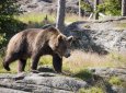 Бурый медведь попал в объектив фотоловушки в лесах Маркаколя (ВИДЕО)