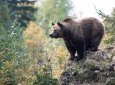 Медведь растерзал мужчину по дороге домой в Бурятии