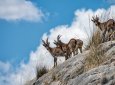 Группа горных козлов попала в объектив фотоловушки в "Алтын-Эмеле" (ВИДЕО)