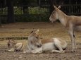 Куланов переместили из нацпарка "Алтын-Эмель" в резерват, где живет тигр (ВИДЕО)