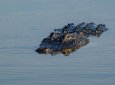 Мужчина бросил детей в болото с аллигаторами, убегая от полиции