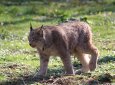 В Каркаралинском нацпарке засняли одного из самых скрытных хищников Казахстана (ВИДЕО)