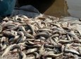 Почти 300 кг рыбы нашли у браконьеров в Туркестанской области (ВИДЕО)
