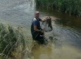 Связь двух морей: новые виды рыб раскрыли тайну Черного и Каспийского морей