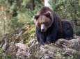 Медведь растерзал 62-летнего москвича