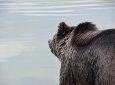 Медведь внезапно набросился на егеря в Забайкалье
