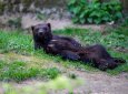 В Павлодарской области впервые зафиксировали хищника, обитающего на Алтае (ВИДЕО)