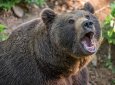 Медведь прокусил телефон, но испугался взрыва: подросток выжил после нападения хищника на пасеке в Алтае