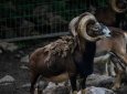 Группу архаров заметили в Баянаульском национальном парке (ВИДЕО)