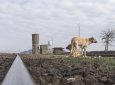 Агрессивные собаки бросаются на людей и машины в Актау