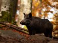 Фотоловушка нацпарка "Буйратау" запечатлела погоню кабана за стаей волков (ВИДЕО)