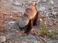 Героя фильмов Discovery и Animal Planet в Мангистау (ВИДЕО)