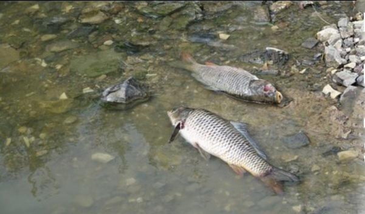 За массовый падеж рыбы в Жезказгане оштрафован монополист
