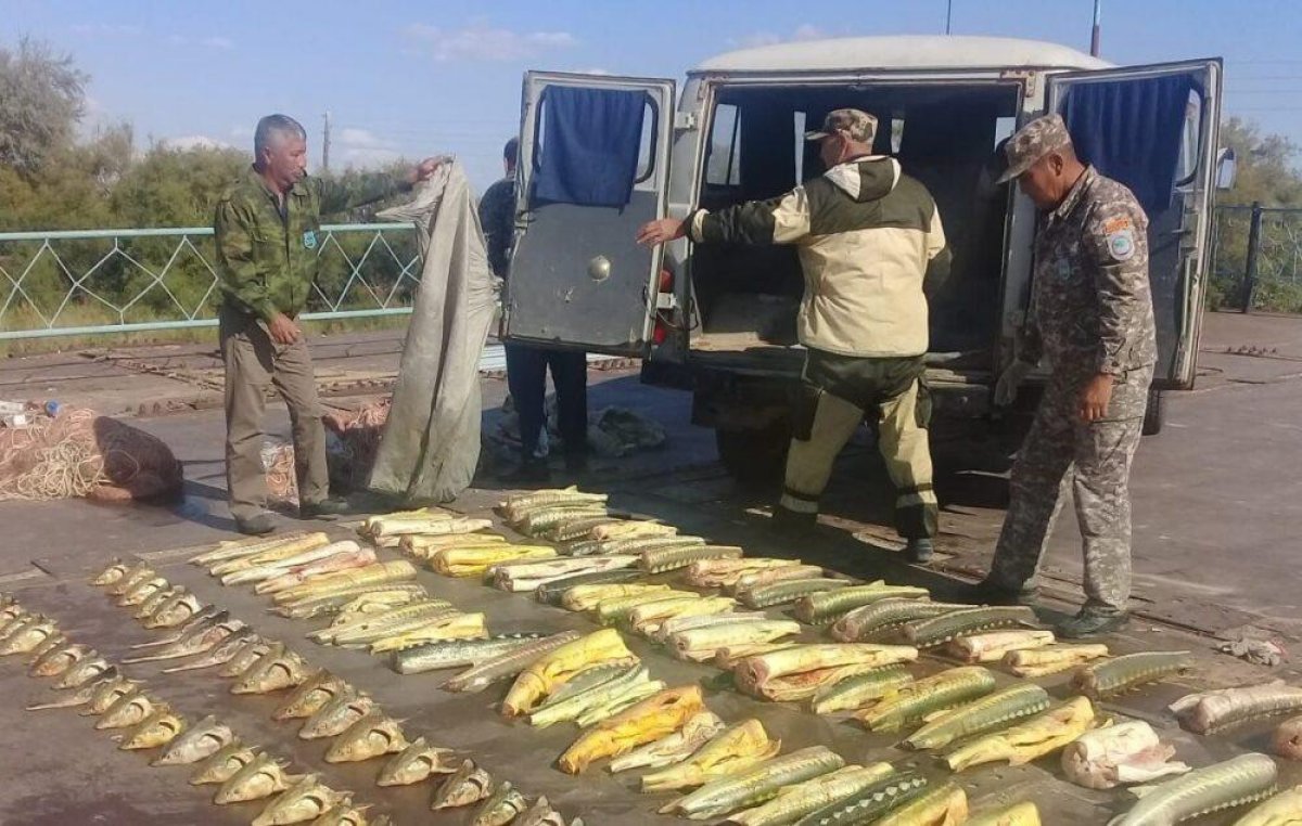 Двух браконьеров из Атырау приговорили к штрафу в 226 миллионов тенге