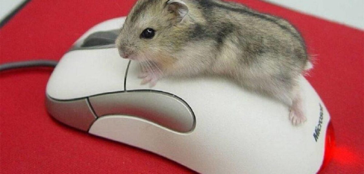 Компьютерную мышку двигают по столу с силой 2 н изобразите эту