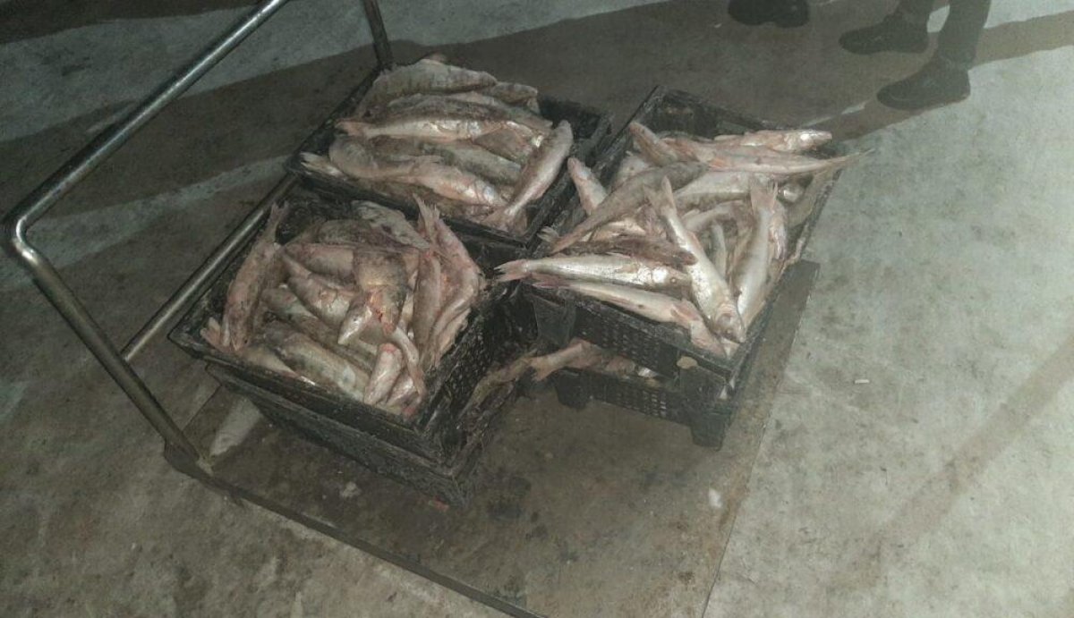 озеро балхаш рыба. рыба караганда. состав прикормок для рыбалки. смешной парень с рыбой. рыба караганда.