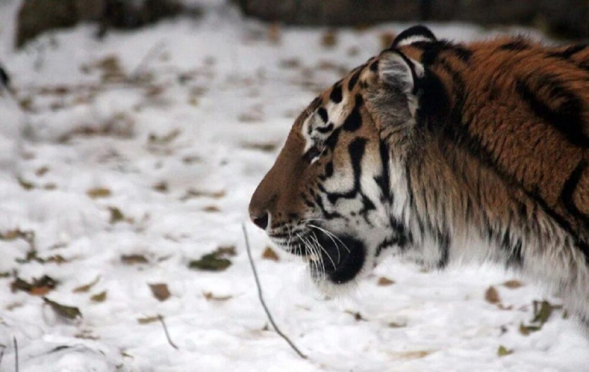 Амурского тигра насмерть сбили в России