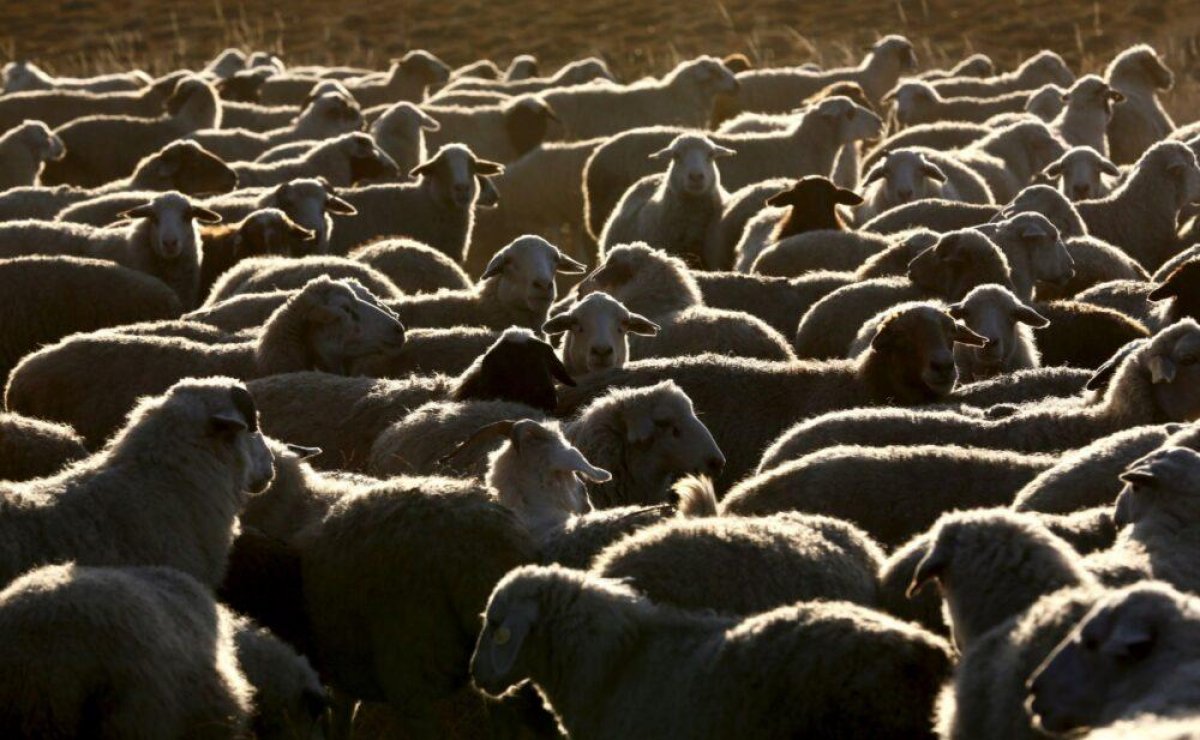 Чиновники обворовали пастбища и животноводческие хозяйства на 37 млн тенге в Костанайской области