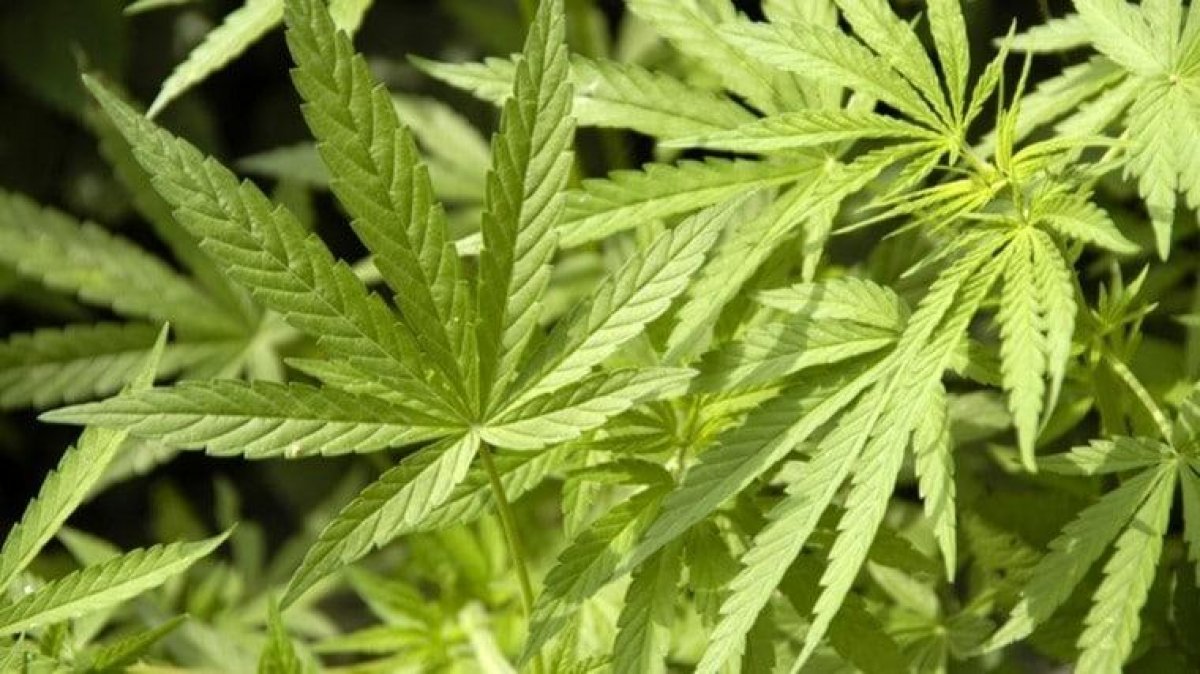 Казахстанец вырастил 60 кустов конопли у себя во дворе